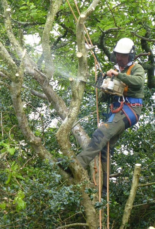 Simon Harris - Trees and Grounds - Tree Surgery